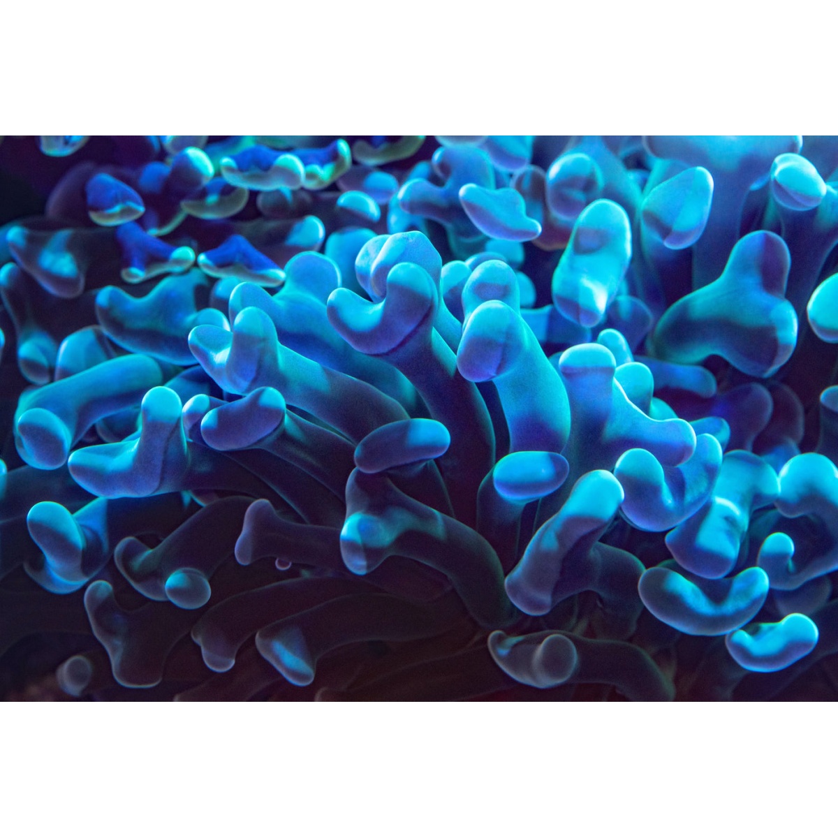 TRAVERS BURCU GOLF A3 13>